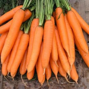 Морковь Сиркана F1 2,2-2,4 мм(100000шт)