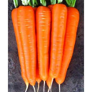 Морковь Романс F1 1,4-1,6 мм(1000000шт)