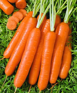 Морковь Романс F1 1,6-1,8 мм(1000000шт)