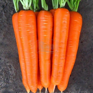 Морковь Колтан F1 1,4-1,6 мм(1000000шт)
